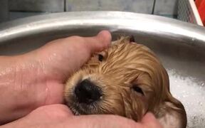 Precious Puppy Takes Her First Bath - Animals - VIDEOTIME.COM