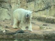 Polar Bear Appears to be Dancing