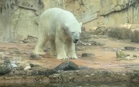 Polar Bear Appears to be Dancing - Animals - VIDEOTIME.COM
