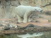 Polar Bear Appears to be Dancing