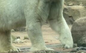 Polar Bear Appears to be Dancing - Animals - VIDEOTIME.COM
