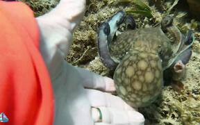Wild Octopus Makes Friends With Diver - Animals - VIDEOTIME.COM