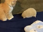 Hedgehog's Quills Make Kitten Jump