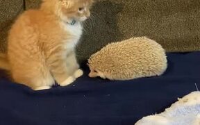 Hedgehog's Quills Make Kitten Jump - Animals - VIDEOTIME.COM