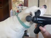 Dog Loves Massage Gun