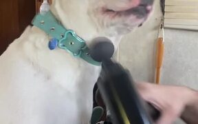 Dog Loves Massage Gun - Animals - VIDEOTIME.COM