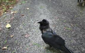 Talking Raven - Animals - VIDEOTIME.COM