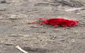 Giant Red Velvet Mite Trying to Climb into Hole - Animals - VIDEOTIME.COM