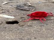 Giant Red Velvet Mite Trying to Climb into Hole