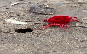 Giant Red Velvet Mite Trying to Climb into Hole - Animals - VIDEOTIME.COM