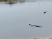 Alligators Gather at Deep Hole
