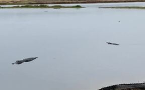 Alligators Gather at Deep Hole - Animals - VIDEOTIME.COM