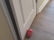 Dog Blocks Mom with Toy