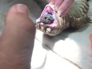 Pulling Sock Out of Lizard's Stomach