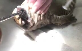 Pulling Sock Out of Lizard's Stomach - Animals - VIDEOTIME.COM