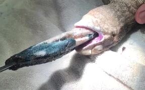 Pulling Sock Out of Lizard's Stomach - Animals - VIDEOTIME.COM