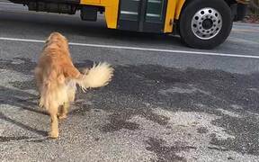 The Golden Carries Girl's Backpack to the House - Animals - VIDEOTIME.COM