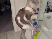 Cat With Cone Struggles with Ladder