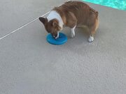 Corgi Trying to Pick up Frisbee Falls into Pool