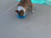 Corgi Trying to Pick up Frisbee Falls into Pool