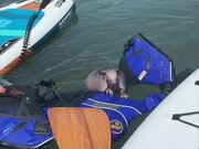 Rescuing an Exhausted Armadillo from Drowning