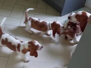Basset Hound Mama Plays with Her Babies