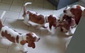 Basset Hound Mama Plays with Her Babies - Animals - VIDEOTIME.COM