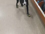 Dog's First Time Walking in Boots