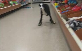 Dog's First Time Walking in Boots - Animals - VIDEOTIME.COM