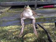 Bullfrog on a Bench