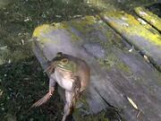 Bullfrog on a Bench