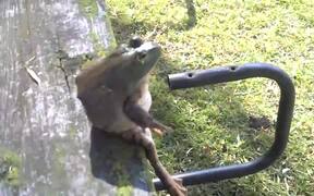 Bullfrog on a Bench - Animals - VIDEOTIME.COM