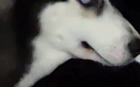 Husky Steals His Owner's Toothbrush - Animals - VIDEOTIME.COM