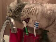Cat Brushes Teeth Before Bed