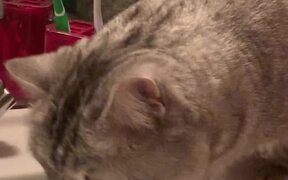 Cat Brushes Teeth Before Bed - Animals - VIDEOTIME.COM