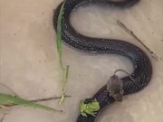 Snake Offers Unexpected Shelter in a Storm