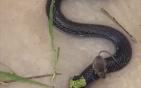 Snake Offers Unexpected Shelter in a Storm - Animals - VIDEOTIME.COM