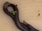 Snake Offers Unexpected Shelter in a Storm