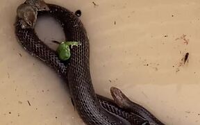 Snake Offers Unexpected Shelter in a Storm - Animals - VIDEOTIME.COM