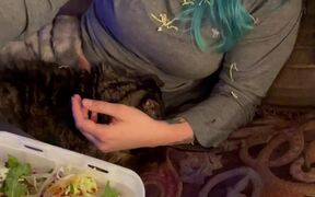 Kitty Swats Away Salad - Animals - VIDEOTIME.COM