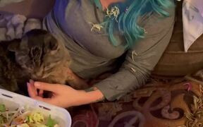 Kitty Swats Away Salad - Animals - VIDEOTIME.COM