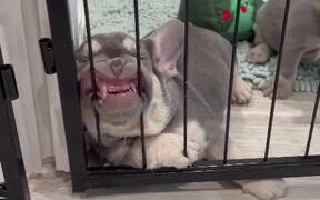 Puppy Sleeps Leaning on Playpen - Animals - VIDEOTIME.COM