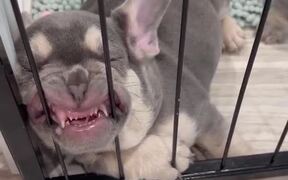 Puppy Sleeps Leaning on Playpen - Animals - VIDEOTIME.COM