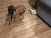 Puppy Wants to Walk Himself