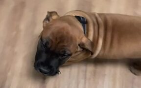 Puppy Wants to Walk Himself - Animals - VIDEOTIME.COM