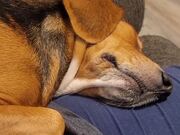 Sleeping Beagle Snores