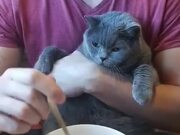 Cat Contemptuously Watches Owner Eat