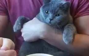 Cat Contemptuously Watches Owner Eat