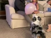 Dog Plays with Balloon