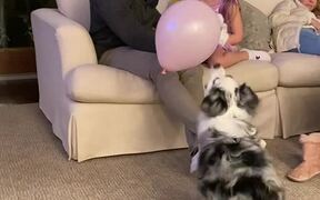 Dog Plays with Balloon - Animals - VIDEOTIME.COM